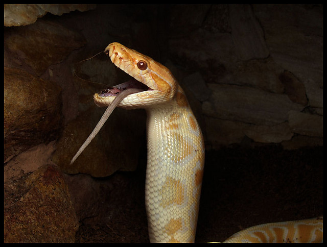 Python molurus bivittatus albino