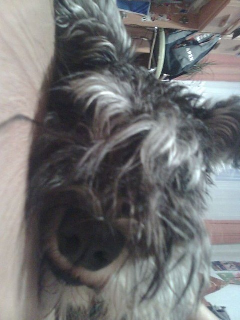 Maksio