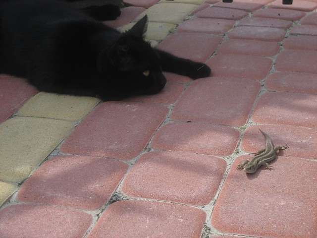cat &    ............ lizard...