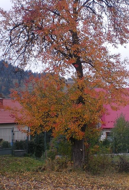 Ta, da, dam! Jesie jest pikna!