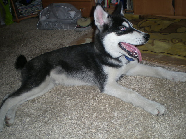 Mj sodziak ;***