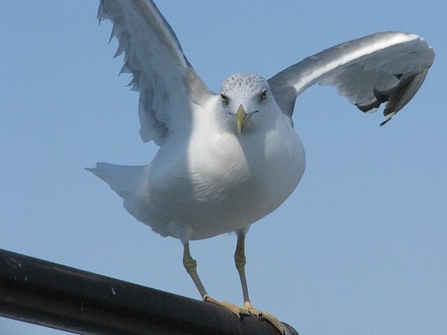 mewa