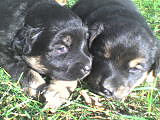 Pereka i Puszek :*