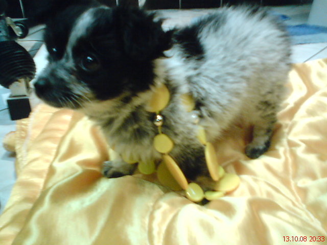 mysia