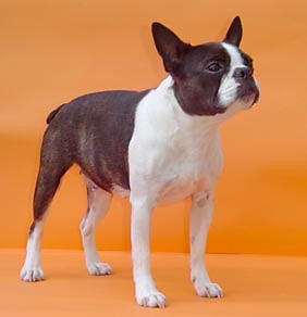 boston terier(boston terrier)