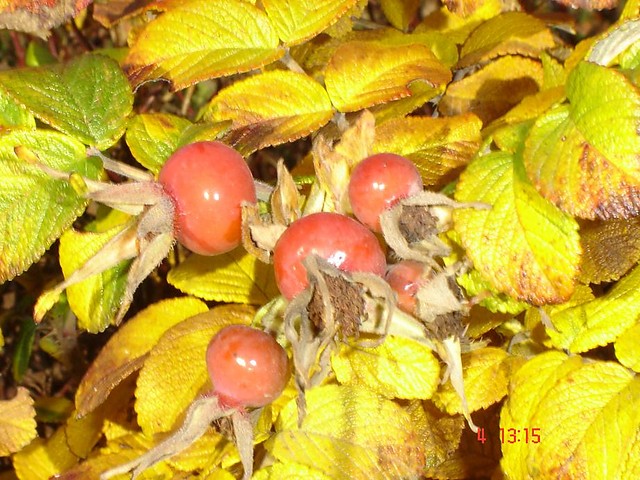 Jesiennie