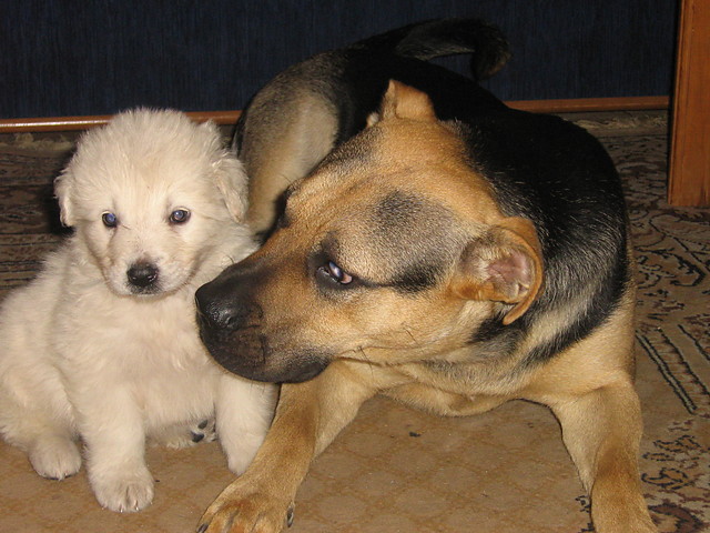 SABA I MISIEK
