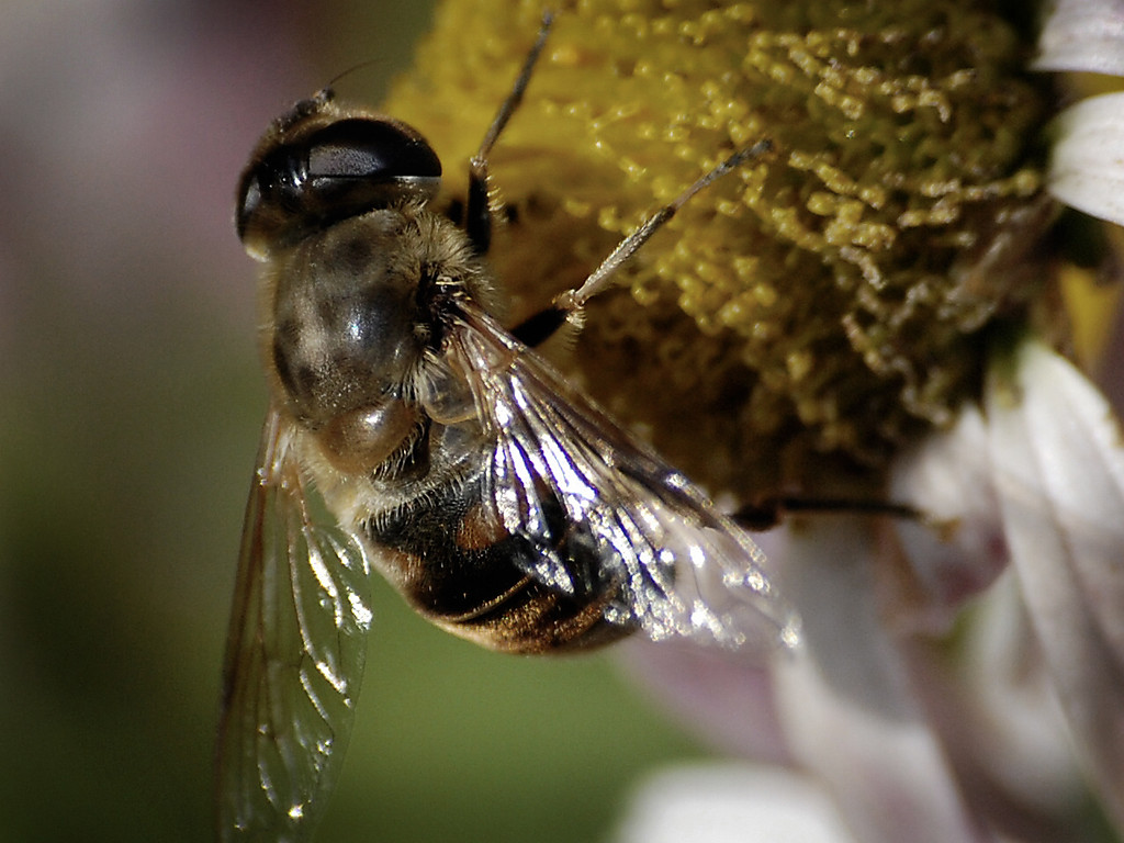Bee