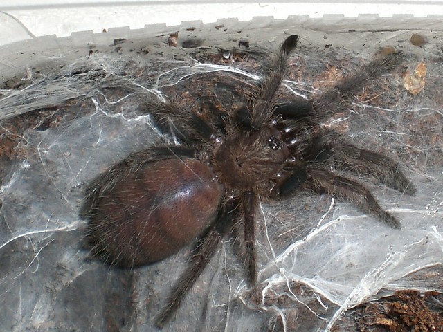 Chilobrachys fimbriatus 