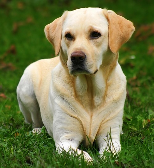 Biszkoptowy Labrador .. :* :*