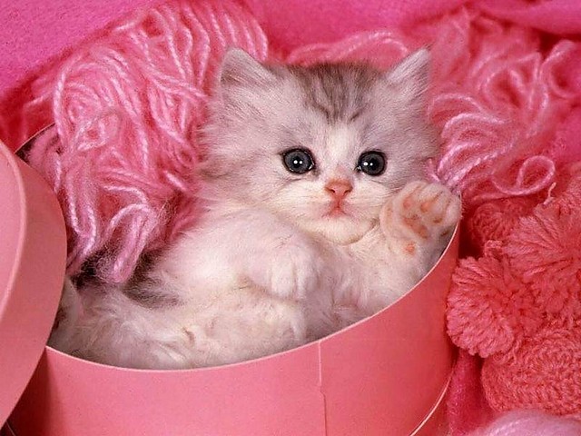 Swwet kitty