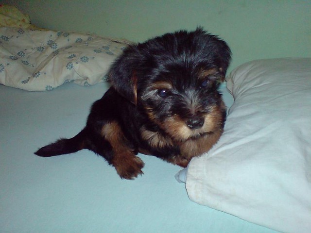 TAYSON