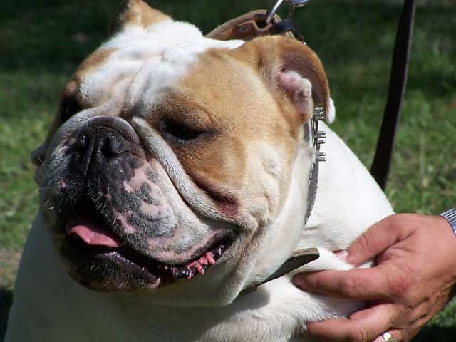 buldog(bulldog)