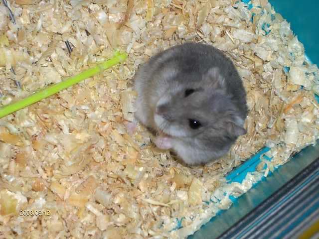 Mj cudny przyjaciel