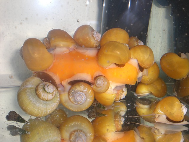 Ampularie|widerki|marchewka :D