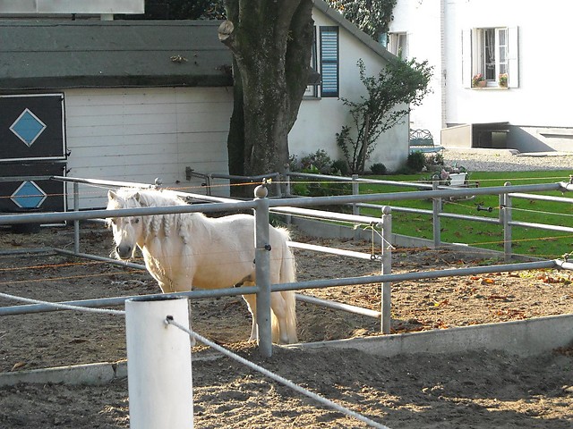 Konik..