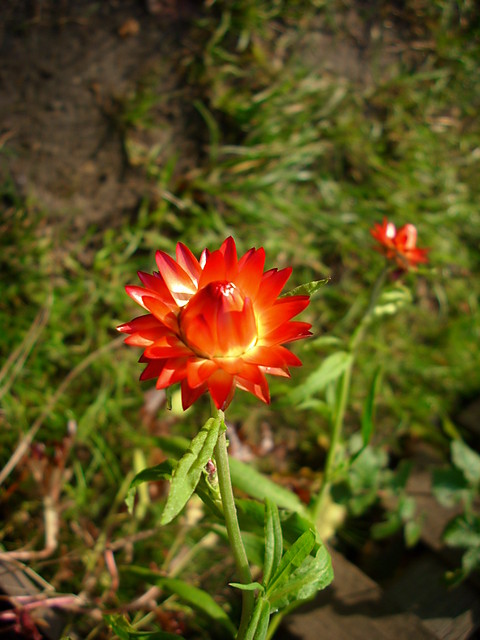 Pomienna czerwie