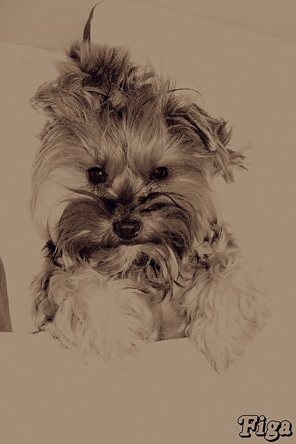 my dog - figa