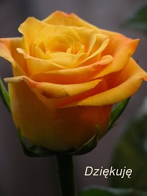 Dzikuj :)