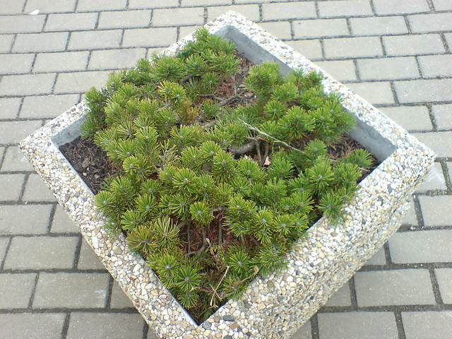 Zwyke.