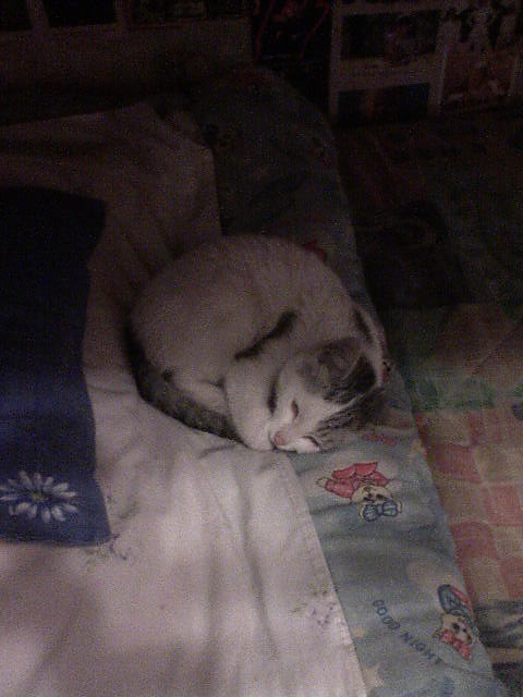 Moj KoteCek