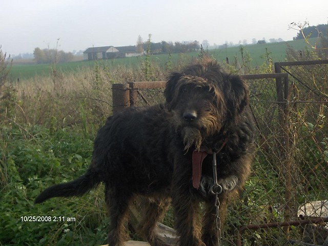 MAXI