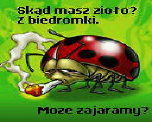 ziolo z biedronki