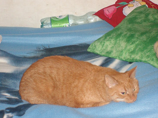 Mj kotek
