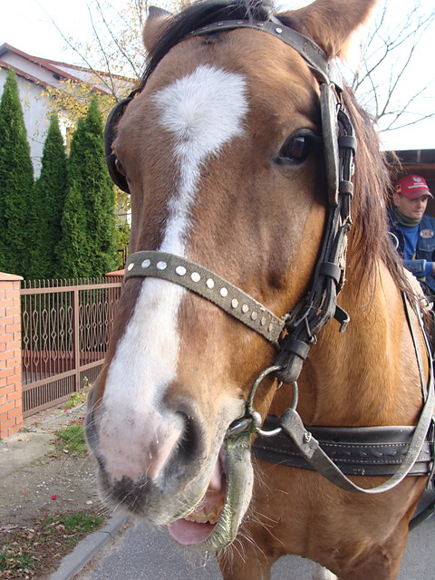 Konik ^^