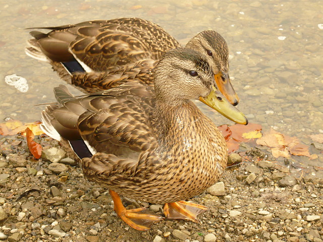 kaczki 