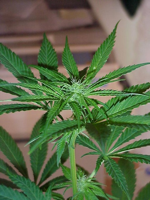 Ganja Skad