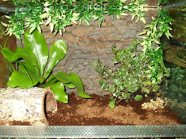 Jungle ! 