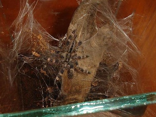 Poecilotheria regalis