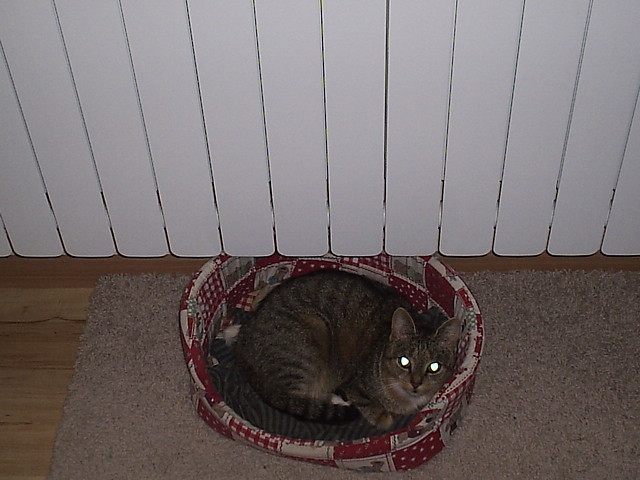                         WILD CAT