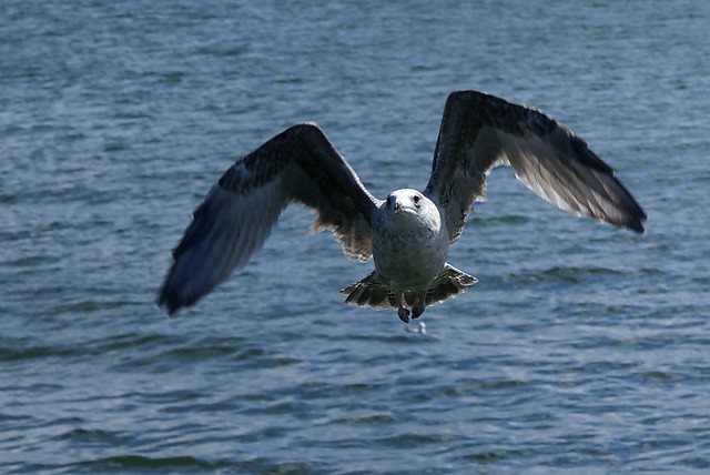 Sometimes I wish to fly away...