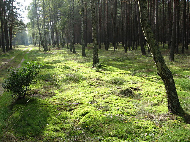 Bo to si udao