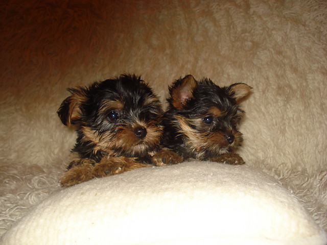 Yorki