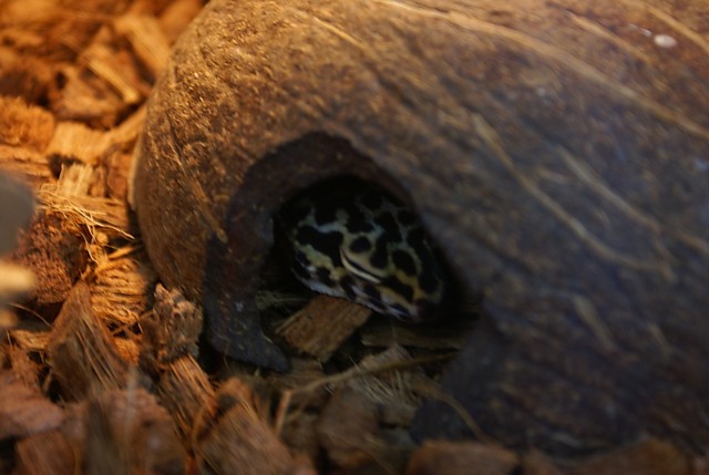 Spanko... ;]