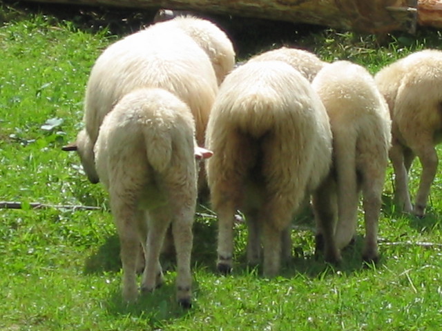 owieczki