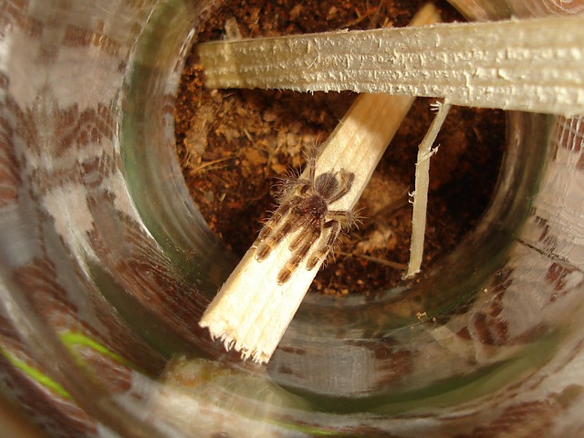 Poecilotheria ornata