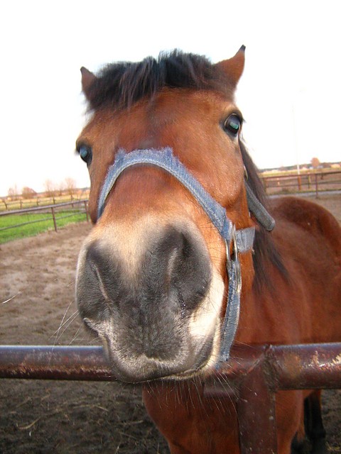 Ihaha!
