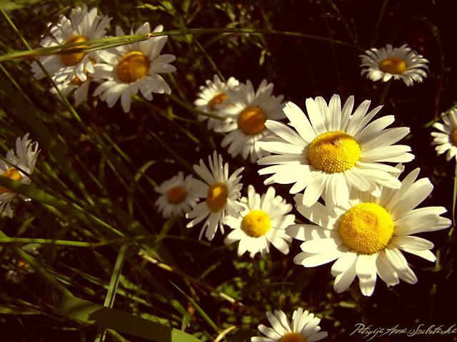 By motylem...