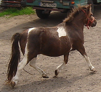 Wycigamy