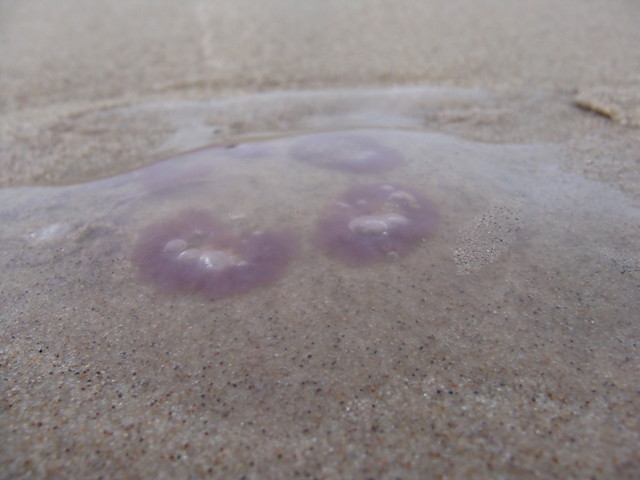Meduuuza ; D