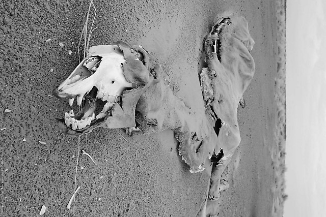 Une mort. Wielbd umar