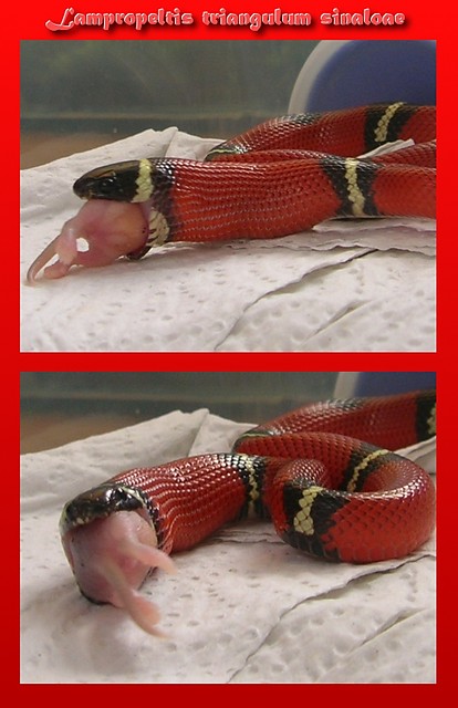 Lampropeltis-feeding