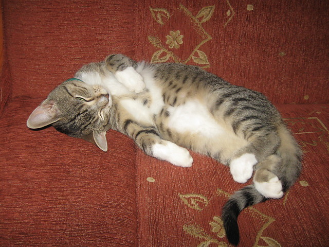Kicia