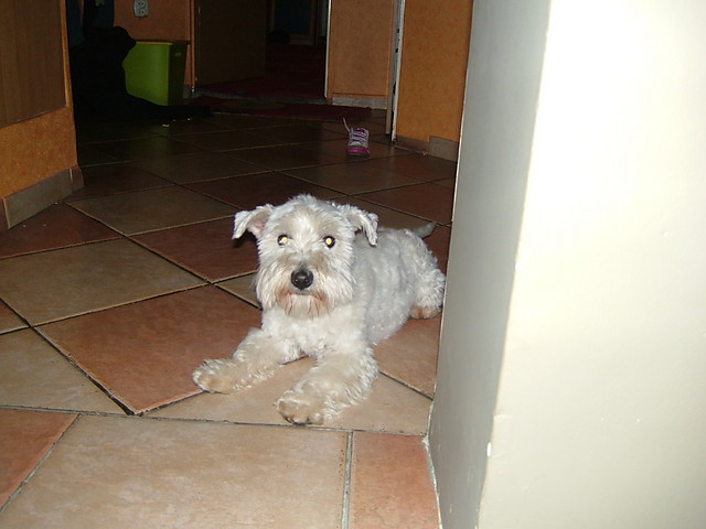 mj piesio:)