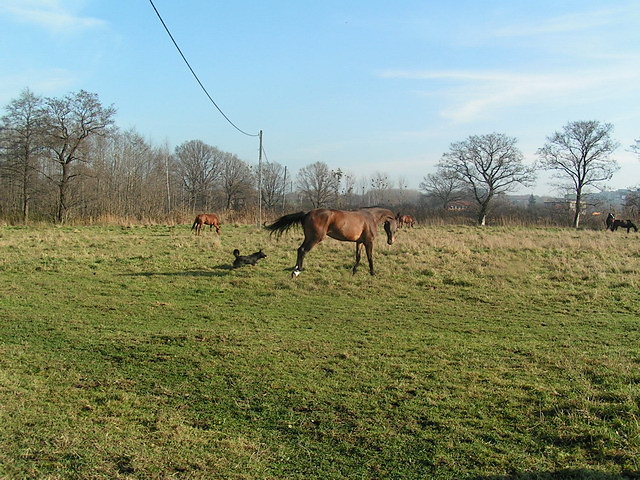 Grenadiowe wygupy 