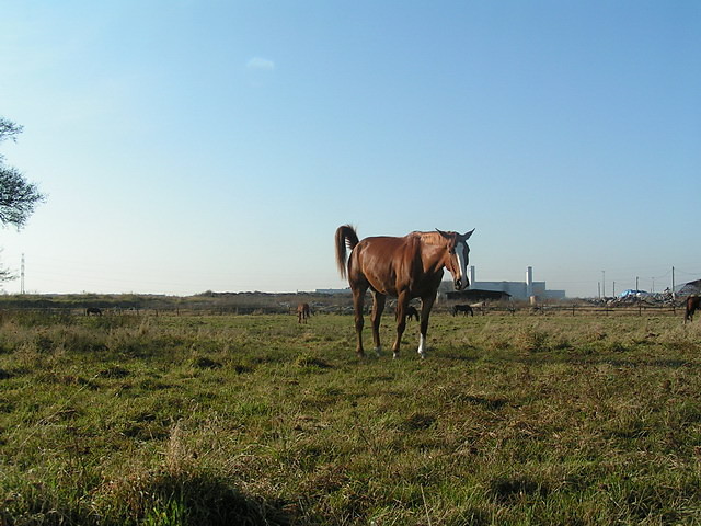 Bramin